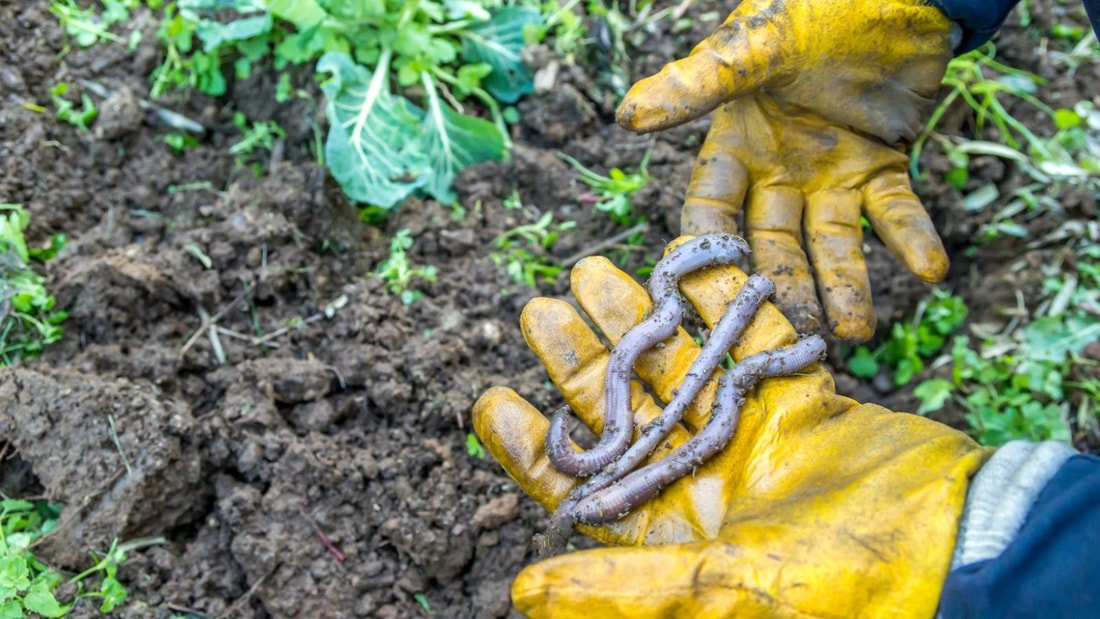 Les remèdes de grand-mère efficaces contre les vers de terre dans le jardin